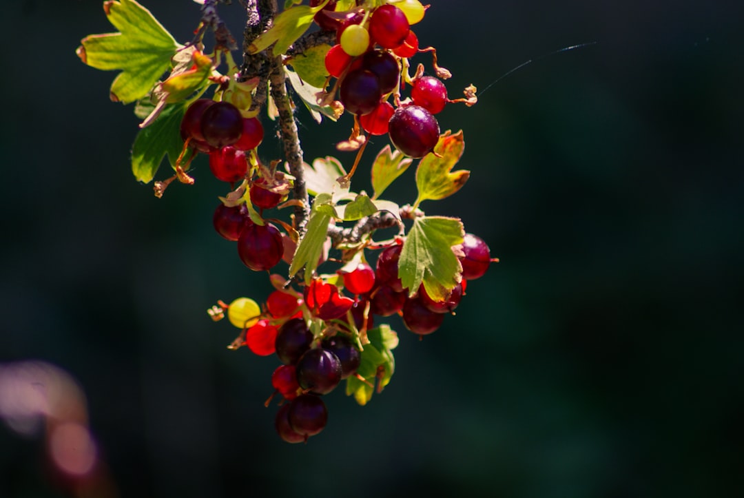 Photo Wild berries