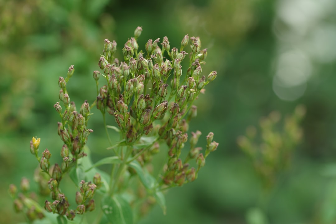 Photo Adaptogenic herbs