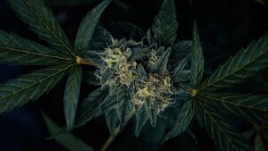 Marihuana – korzyści uprawy konopi