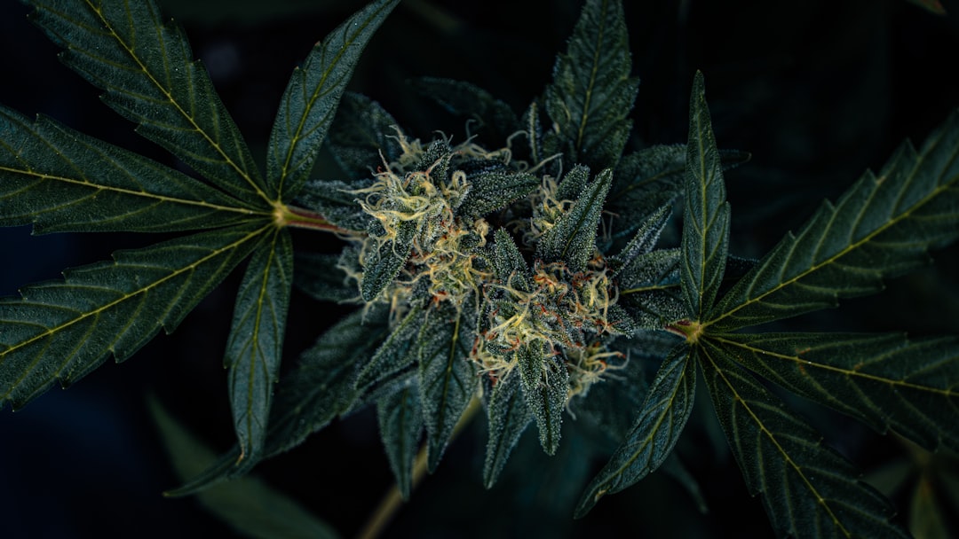 Marihuana – korzyści uprawy konopi