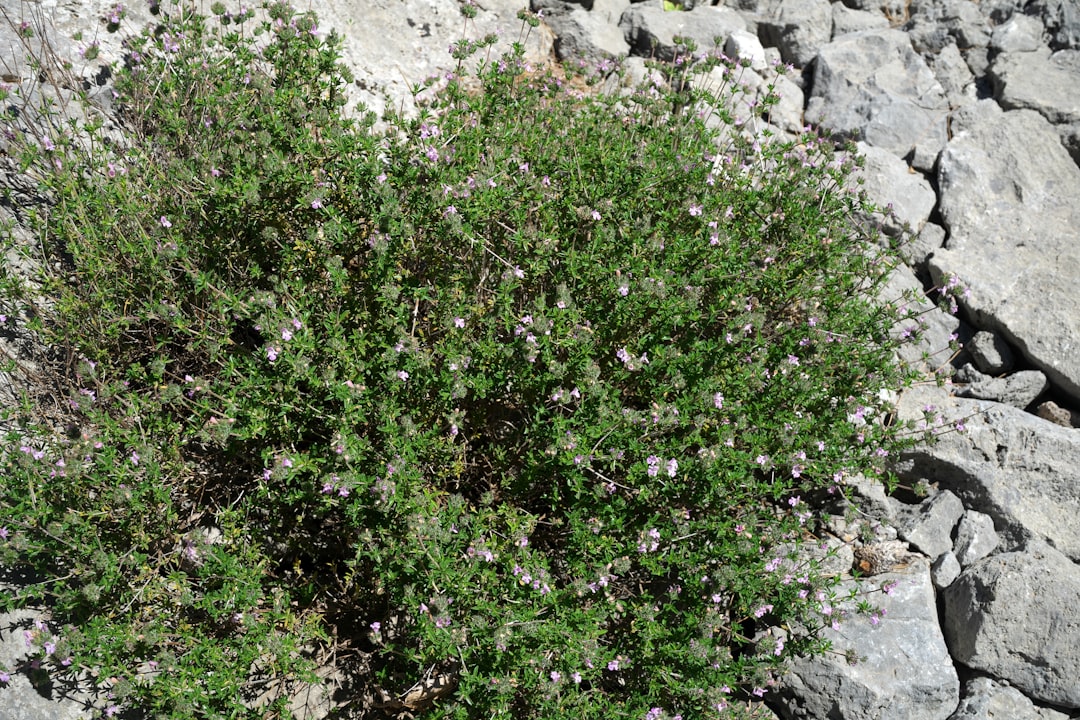 Photo nootropic herbs